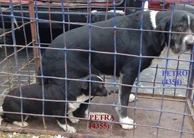 4354 Petro i 4355 Petra