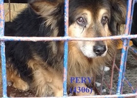 4306 Pery