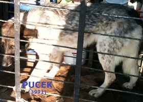 3991 Pucek