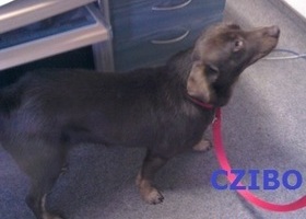 3628 Czibo