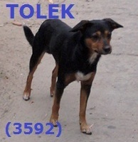 3592 Tolek