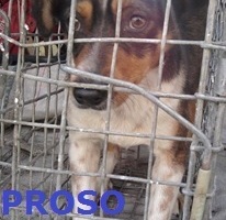3360 Proso