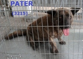 3215 Pater