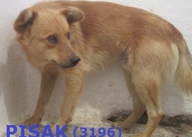 3196 Pisak