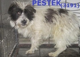 3191 Pestek