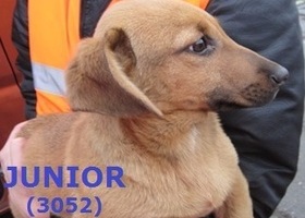 3052 Junior