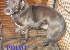 3025 Polot
