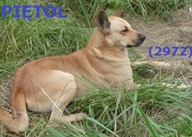2972 Piętol