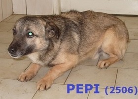 2506 Pepi